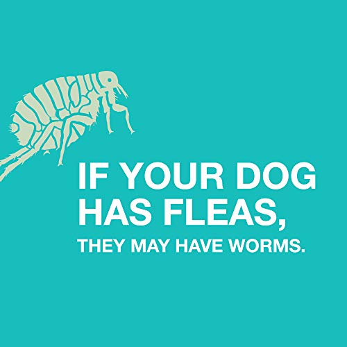 Tapeworm Treatment For Dogs